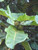 12" & Up Foliage FICUS LYRATA STD 21" 