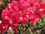 Bougainvillea BOUGAINVILLEA 7" TRELLIS/TOPAI 