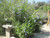 Other Yr.Rnd.Fl.Pot PLUMBAGO ROYAL  CAPE 2G 