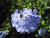 Other Yr.Rnd.Fl.Pot PLUMBAGO ROYAL  CAPE 2G 