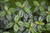 Up to 4" PILEA PEPEROMIOIDES 4" 