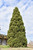 Cryptomeria japonica Angelica 279155