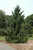 Chamaecyparis nootkatensis Glauca Pendula 280171