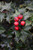  Ilex x Red Beauty 280178 