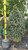  Ilex x Red Beauty 280178 