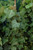  Hedera H Thorndale 101526 