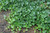  Hedera H Thorndale 101526 