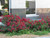 Other Rose Rosa Flower Carpet Red 2g 101951 