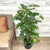 MONSTERA ADANSONII 286793