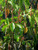 12" & Up Foliage FICUS MOCLAME MICROCARPA 21" 