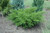 Juniperus chinensis Sea Green 288596