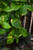 Up to 4" POTHOS GOLD 3.5"- 4" 