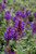 Salvia Blue Marvel 290096