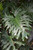 5-9" Foliage PHILO SW CH  6" TOTEM 