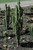 Cactus EUPHORBIA INGENS 14" 