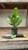 AGLAONEMA PREMIUM PINK/RED 4"