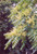 12" & Up Foliage FICUS ALTISSIM YEL GEM STD 17" 