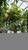 12" & Up Foliage FICUS ALTISSIM YEL GEM STD 17" 