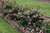 Other Rose Rosa Drift Sweet 297465 