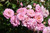 Other Rose Rosa Drift Sweet 297465 