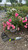 Other Rose Rosa Drift Sweet 297465 