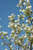 Other Dec. Tree Amelanchier x grandiflora Allegheny 297523 