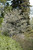 Other Dec. Tree Amelanchier x grandiflora Allegheny 297523 