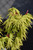 Acer palmatum Mikawa Yatsubusa 297574