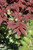 Acer palmatum Purple Ghost 297576