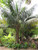 KENTIA PALM 8"