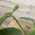 Up to 4" PHILO FUZZY PETIOLE 4" 