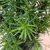 Taxus baccata Fastigiata Aurea 299235