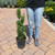  Taxus baccata Fastigiata Aurea 299235 