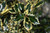  Ilex x Santas Delight 299860 