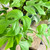 MINI MONSTERA 299974
