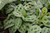 Up to 4" MARANTA PRAY RED/GREEN 4" 