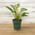 5-9" Foliage PHILO BIRKIN 8" 