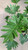 5-9" Foliage PHILODENDRON SHANGRILA 6" 