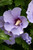 Other Dec. Tree Hibiscus syriacus Blue Satin 300526 