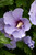 Hibiscus syriacus Blue Satin 300526
