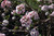  Viburnum carlesii 300539 