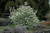  Viburnum carlesii 300539 