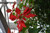 Poinsettia POINSETTIA 6.5"RED 