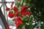 POINSETTIA 7.5"RED