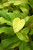 Up to 4" PHILODENDRON LEMON LIME 4" 