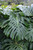12" & Up Foliage PERTUSUM 307687 
