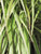  Miscanthus sinensis Morning Light 102506 