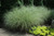 Miscanthus sinensis Morning Light 102506