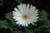 Other Yr.Rnd.Fl.Pot GERBERA DAISY 4.5" 
