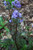 Polemonium Bressingham Purple 117567